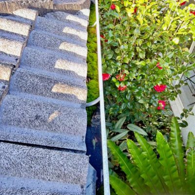 Moss clogging up a gutter in Narara on the Central Coast